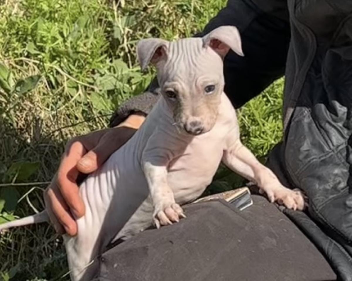 Athéna du Haras du Paty