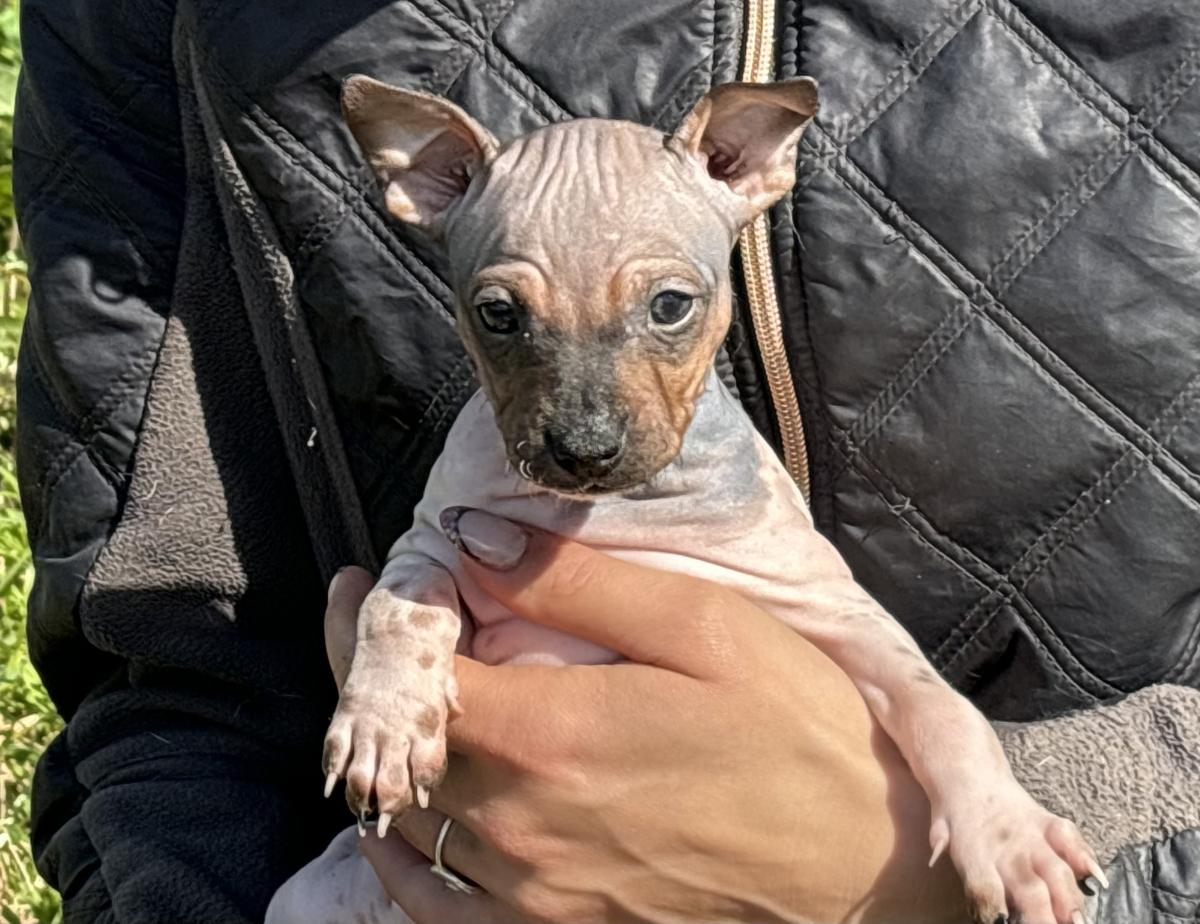 Anthéa du Haras du Paty