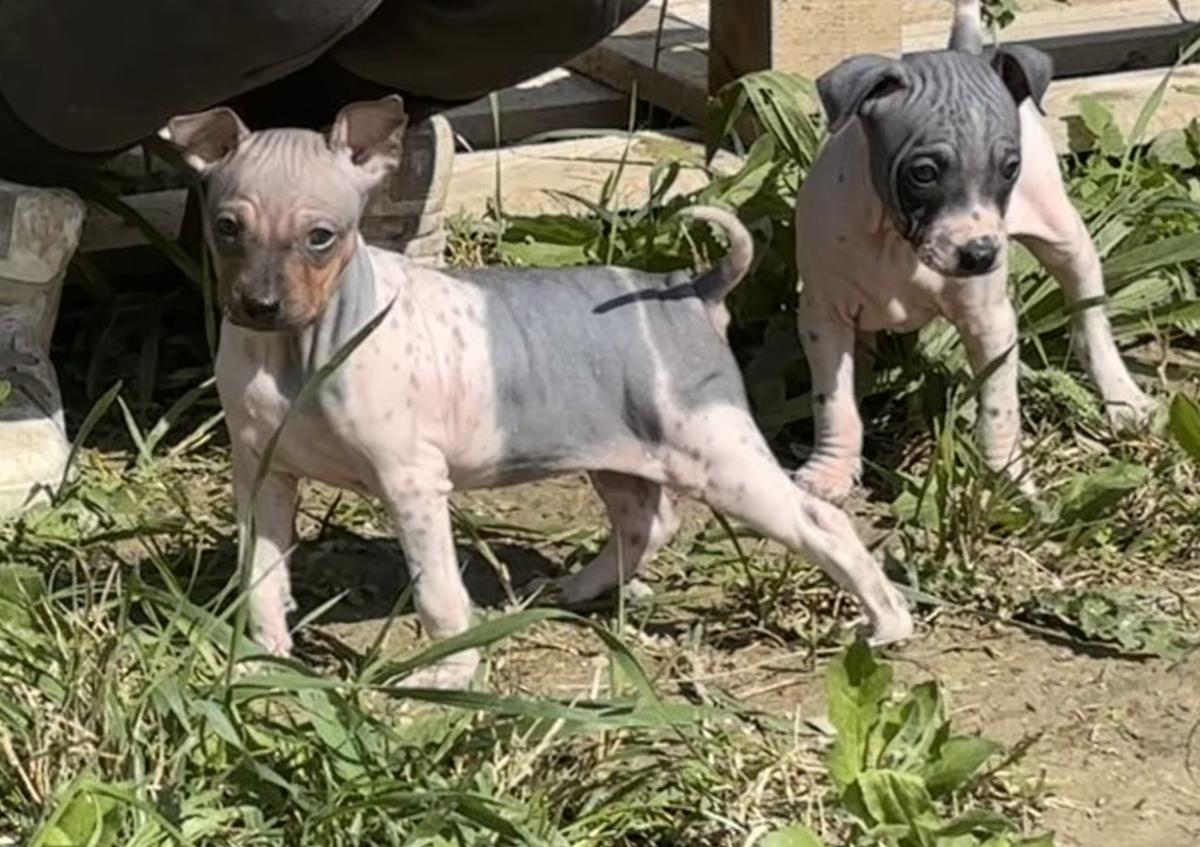 Anthéa du Haras du Paty
