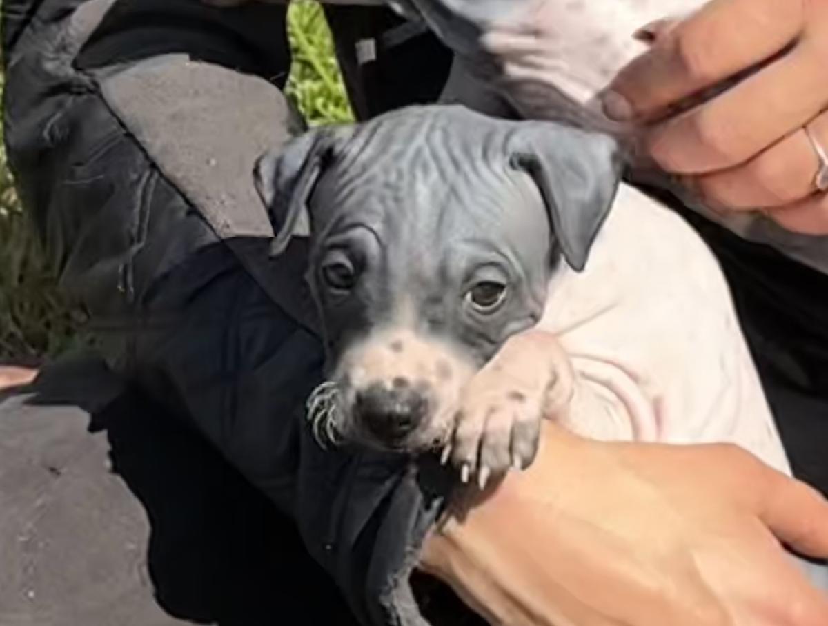 Adonis du Haras du Paty