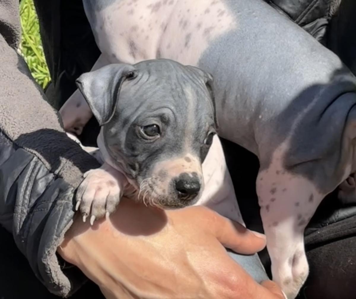 Adonis du Haras du Paty