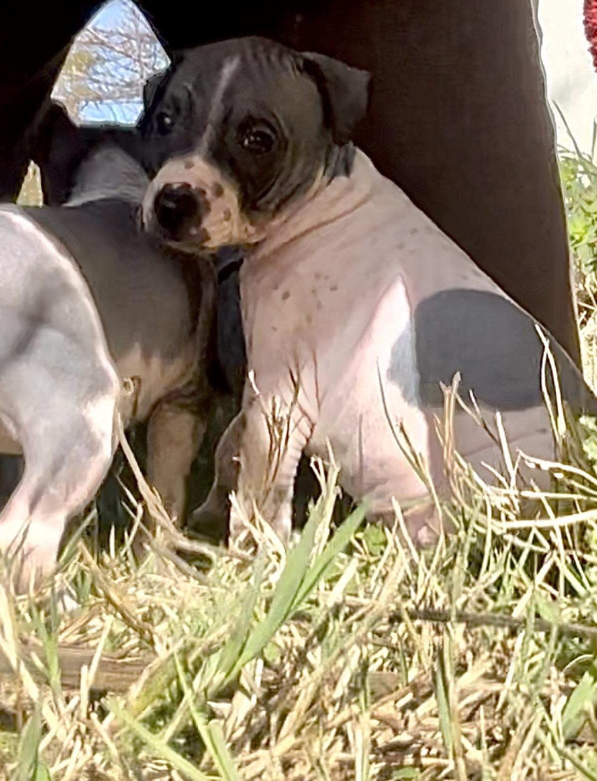 Adonis du Haras du Paty