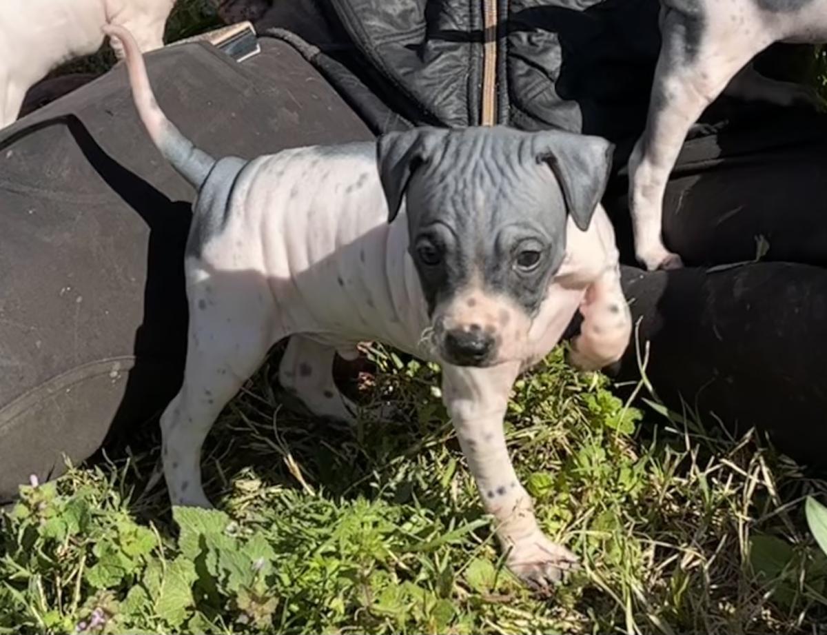 Adonis du Haras du Paty
