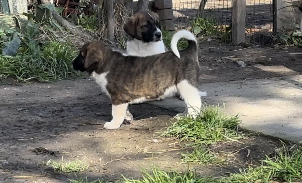 Adèle du Haras du Paty