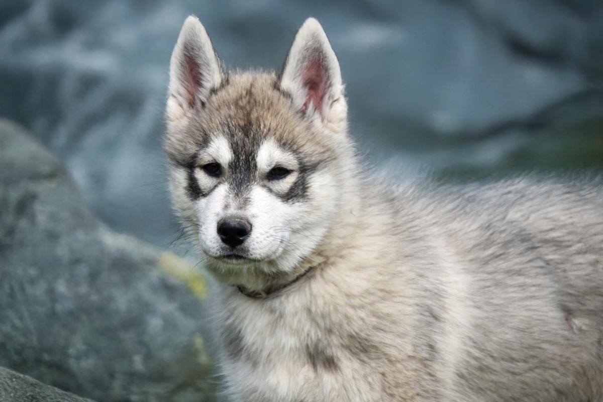 Bailey mâle husky siberien