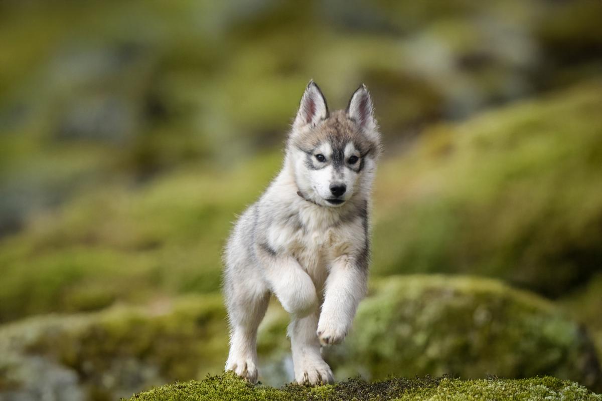 Bailey mâle husky siberien