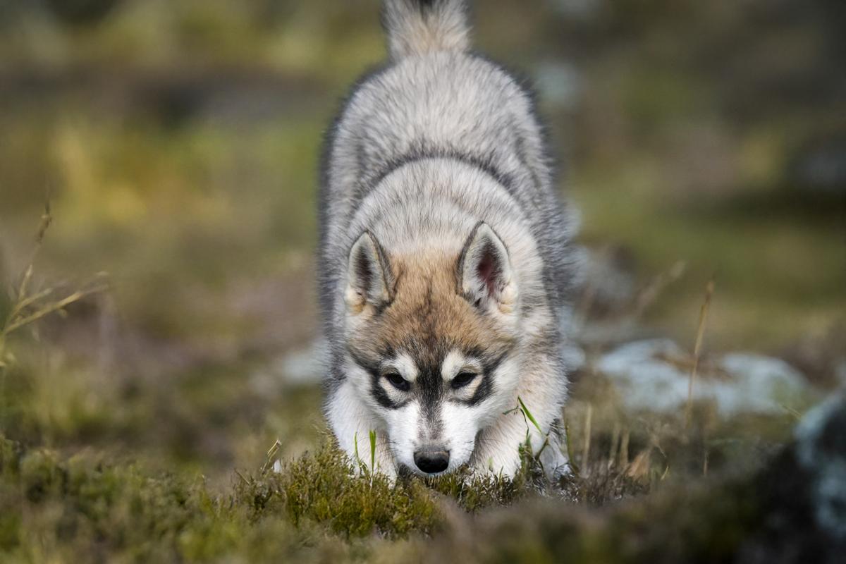 Bailey mâle husky siberien