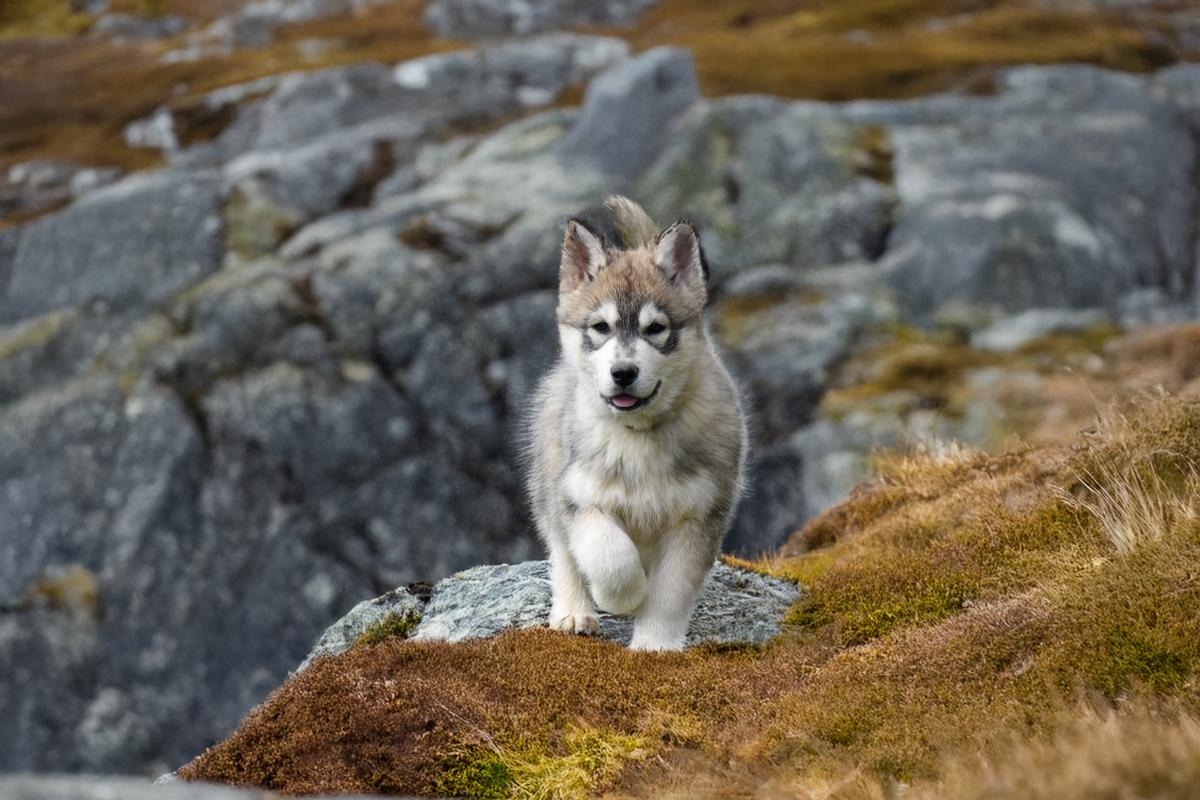 Bailey mâle husky siberien