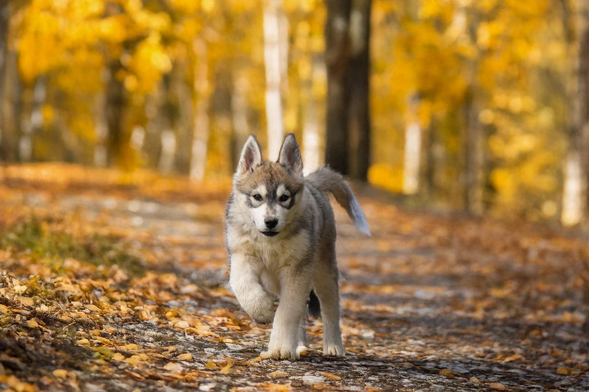 Bailey mâle husky siberien
