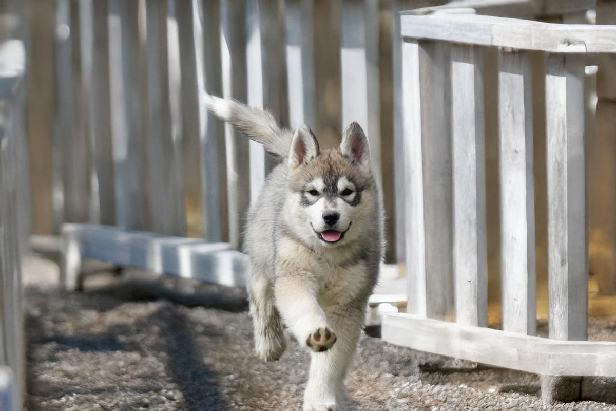 Bailey mâle husky siberien