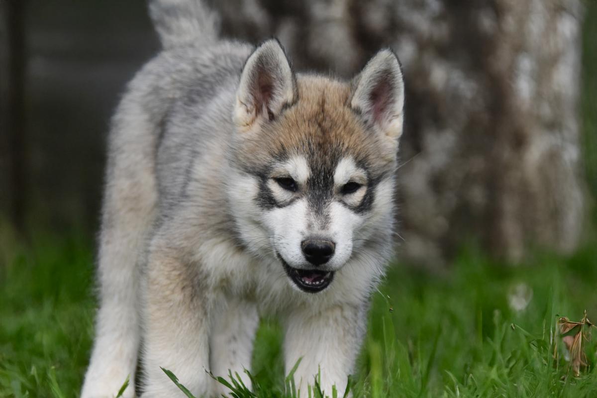 Bailey mâle husky siberien