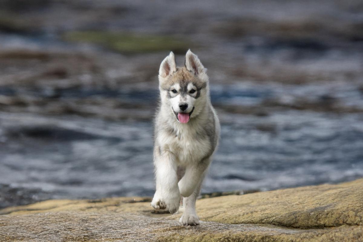 Bailey mâle husky siberien