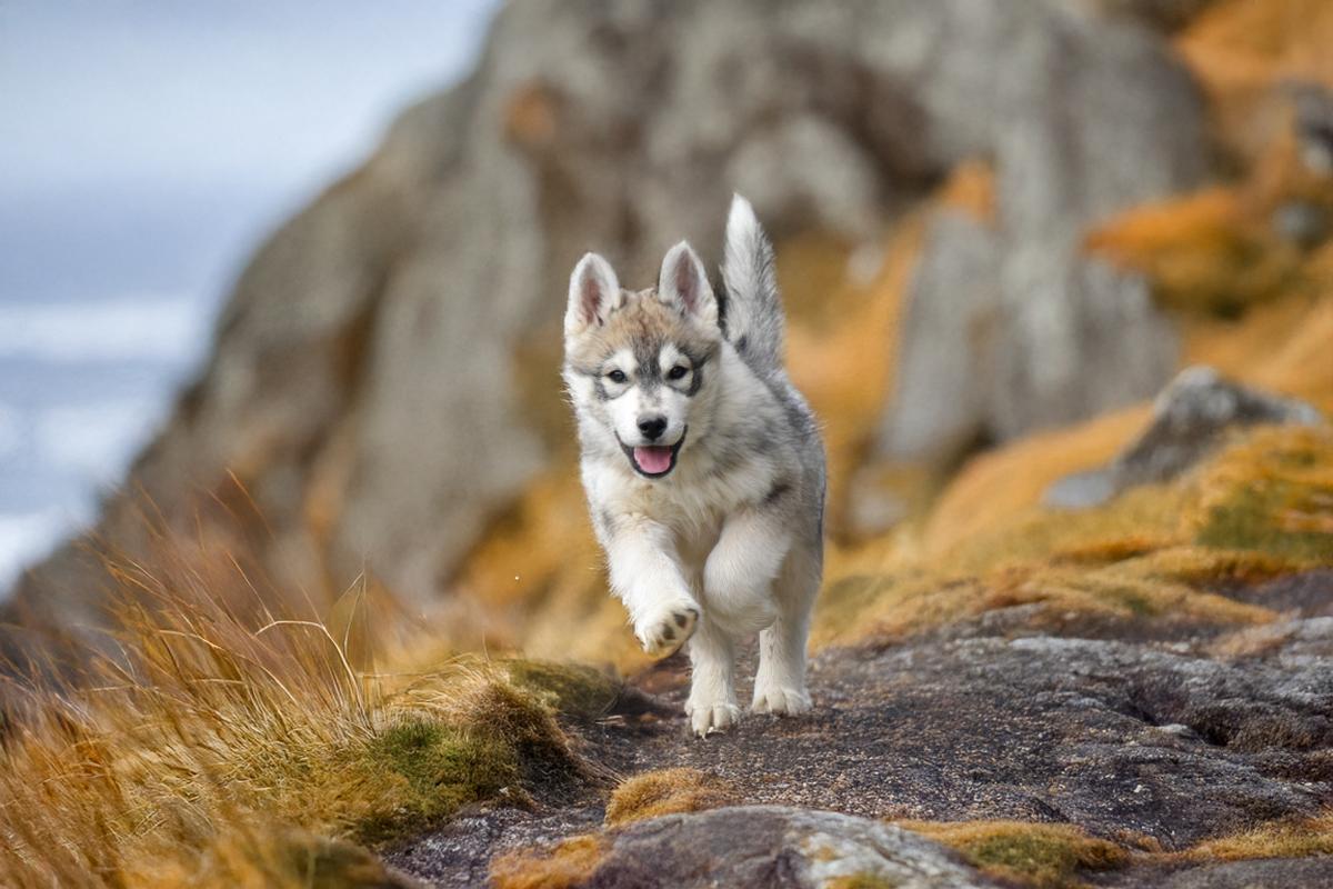 Bailey mâle husky siberien