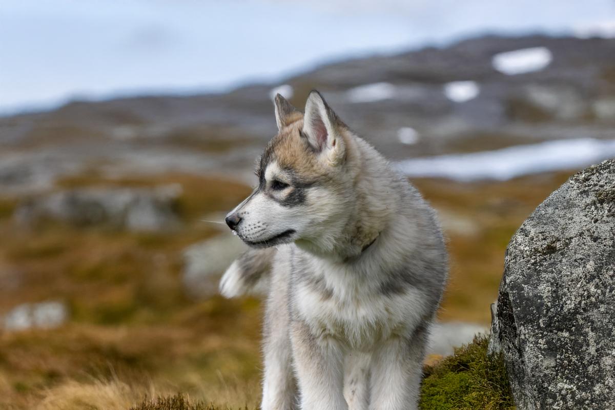 Bailey mâle husky siberien