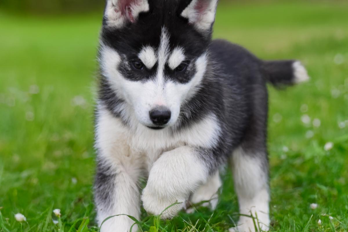 Rudy chiot husky siberien