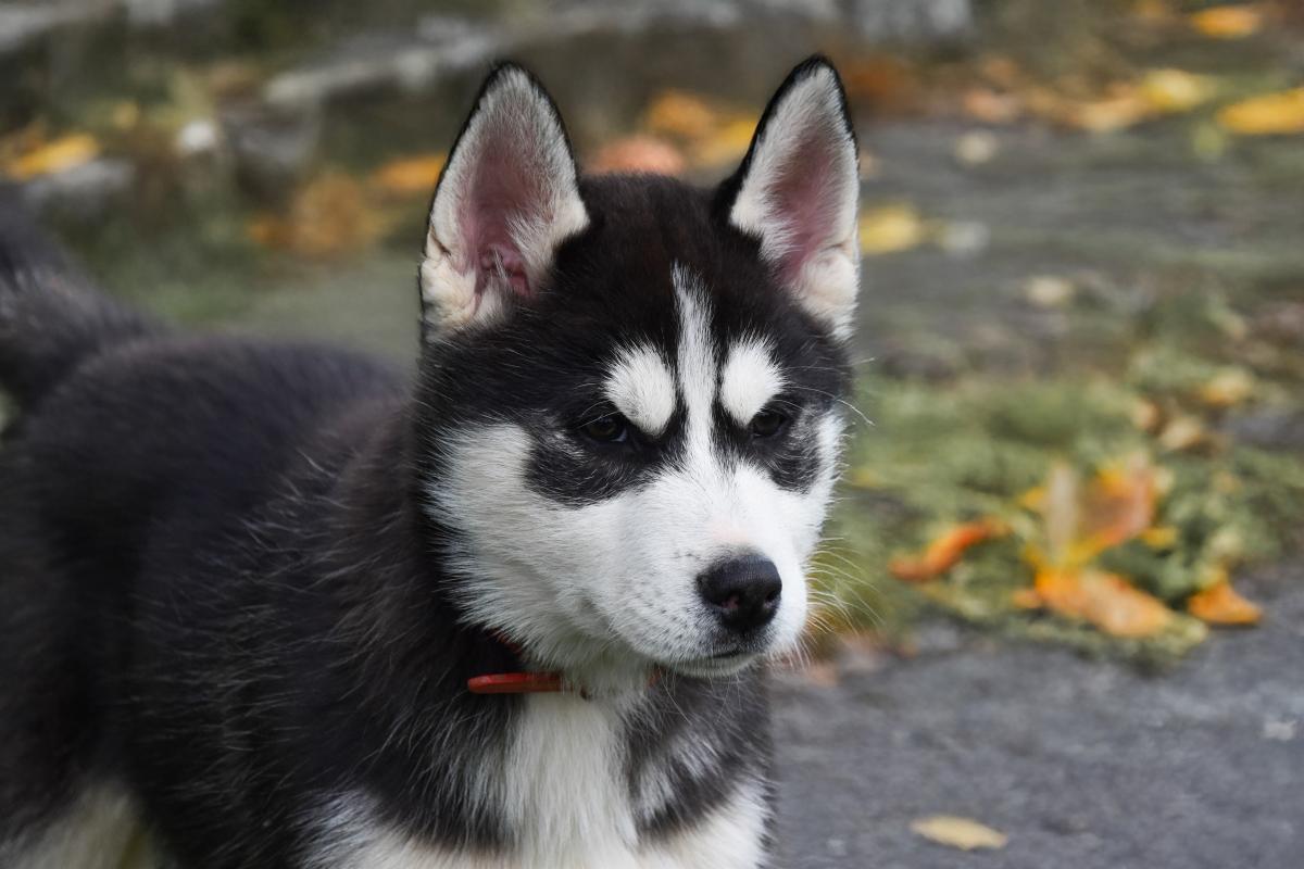 Rudy chiot husky siberien