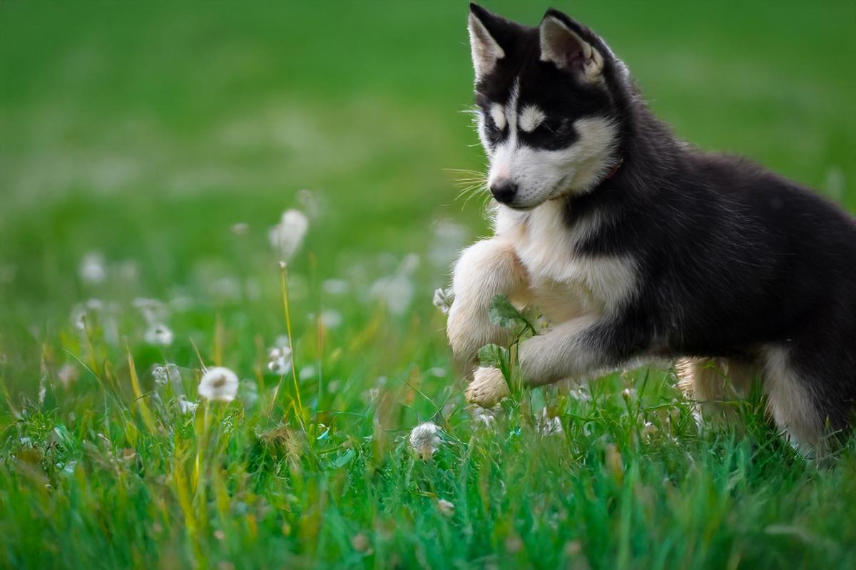 Rudy chiot husky siberien