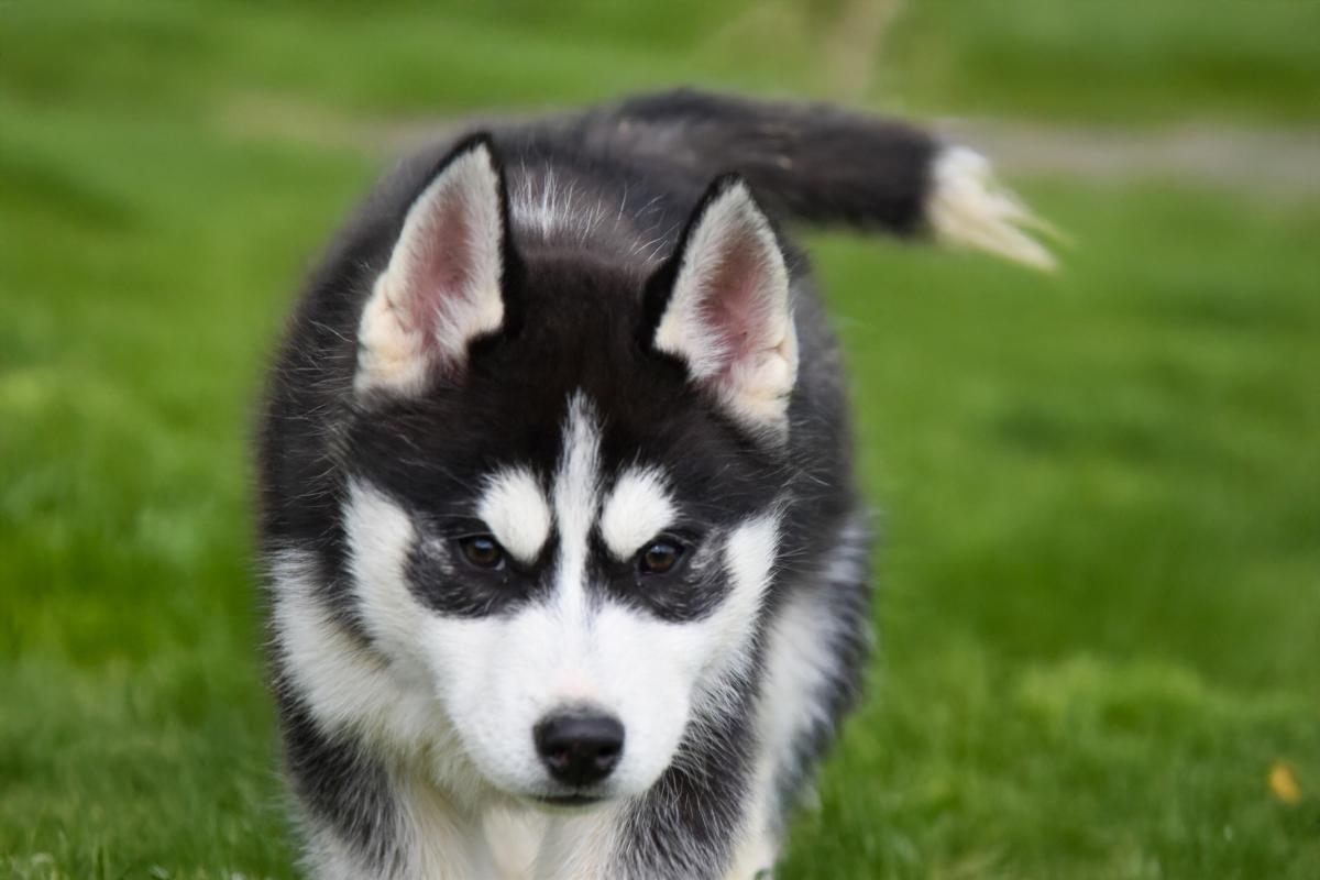 Rudy chiot husky siberien