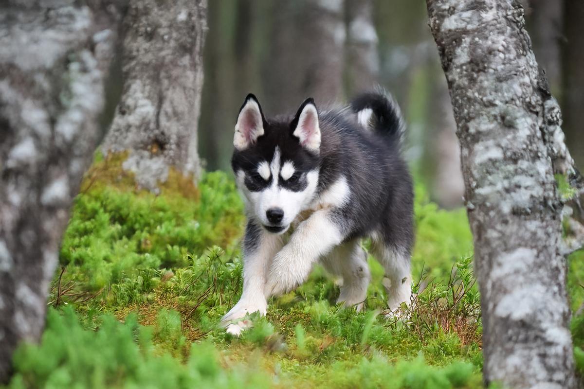 Rudy chiot husky siberien