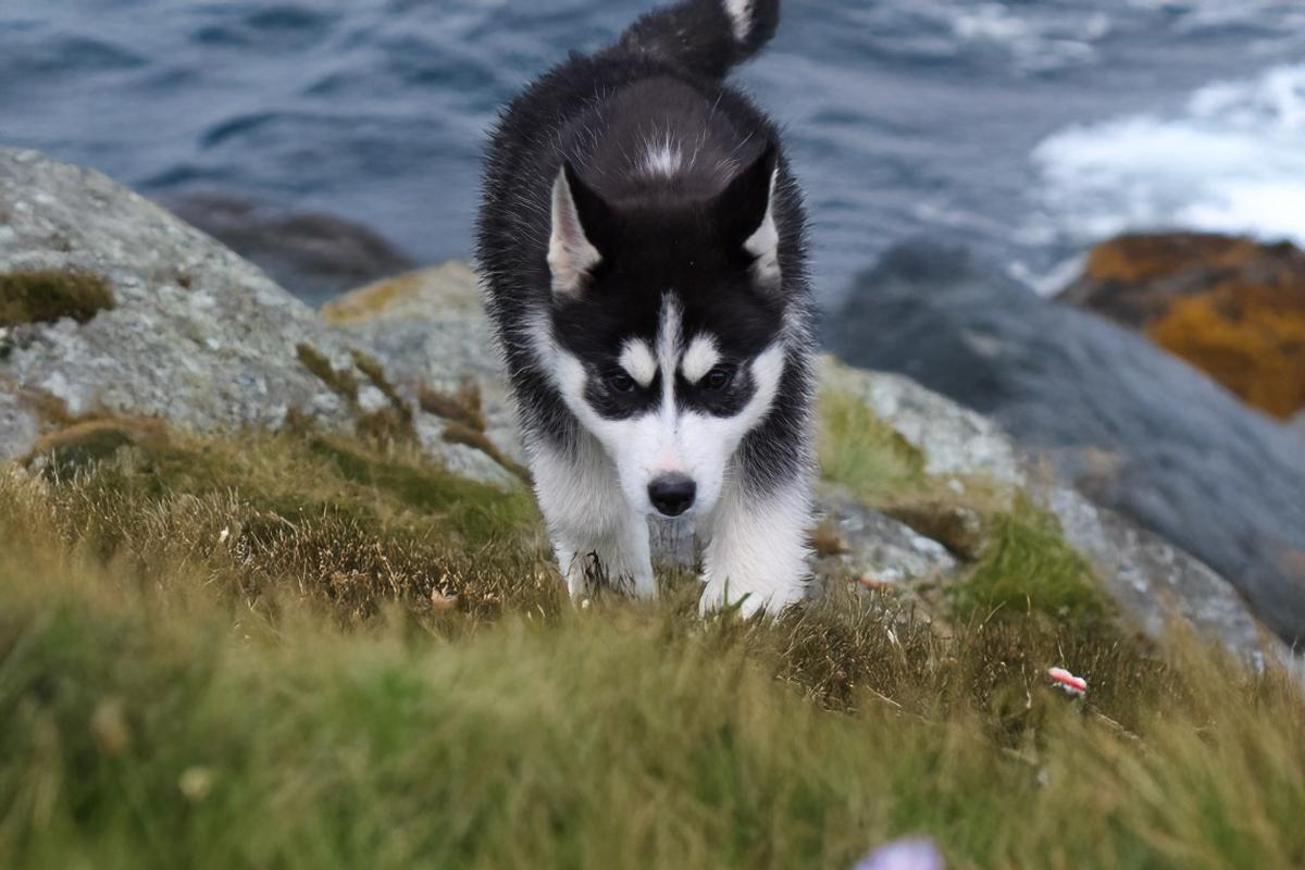 Rudy chiot husky siberien