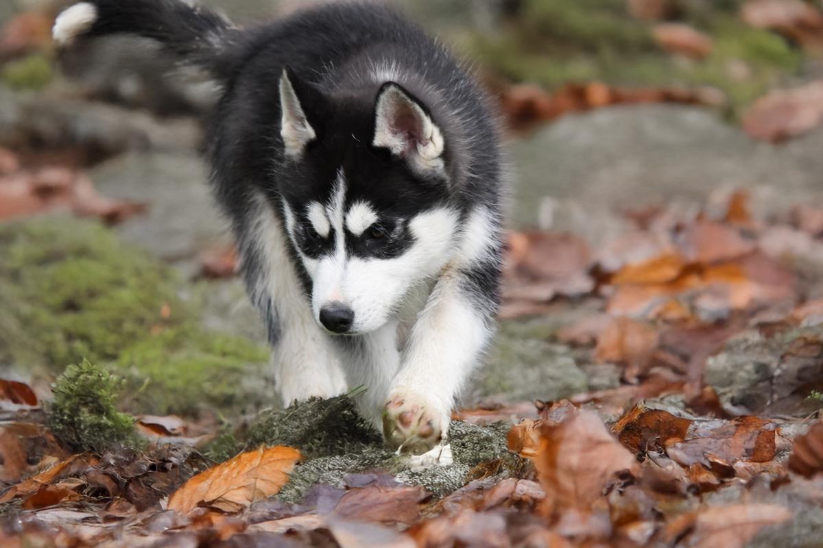 Rudy chiot husky siberien