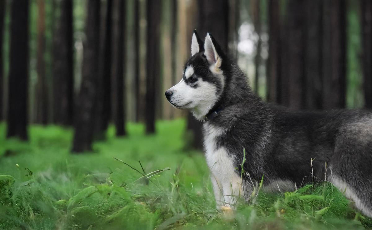 Shadow chiot mâle husky siberien