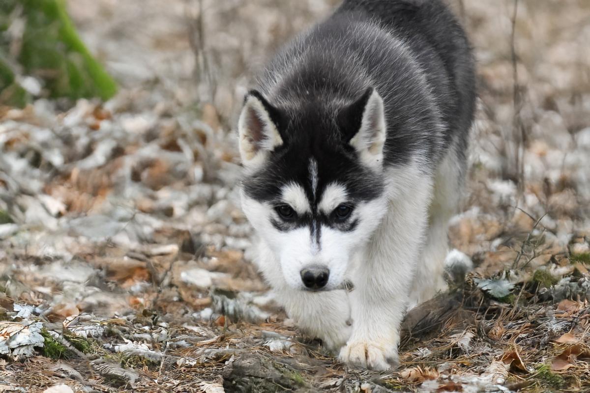 Shadow chiot mâle husky siberien