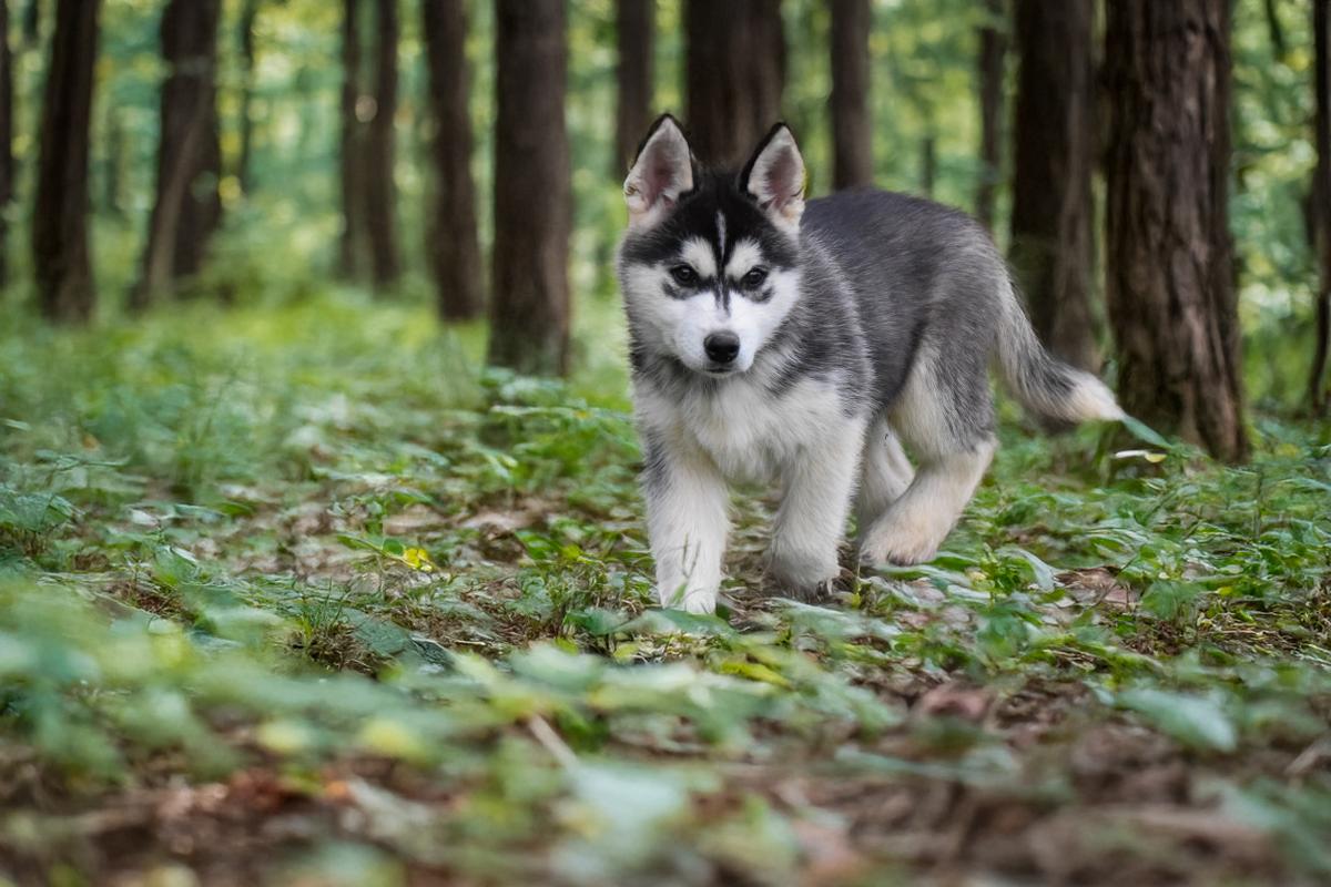 Shadow chiot mâle husky siberien