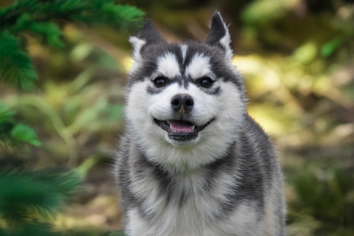 Shadow chiot mâle husky siberien