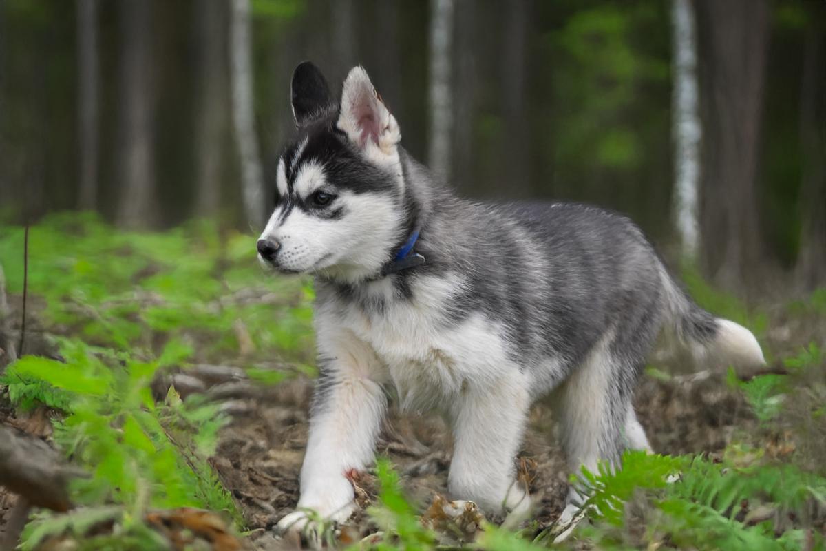 Shadow chiot mâle husky siberien