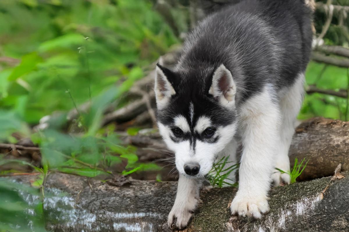 Shadow chiot mâle husky siberien