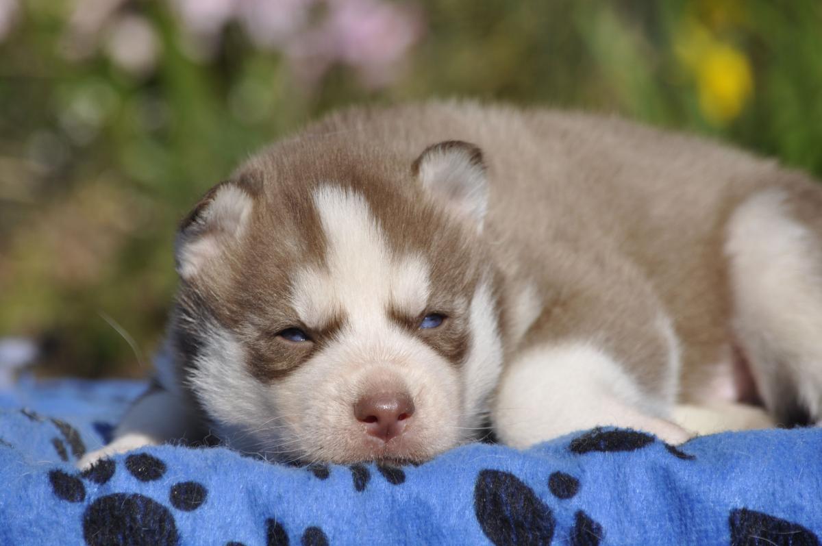 magnifique mâle chocolat