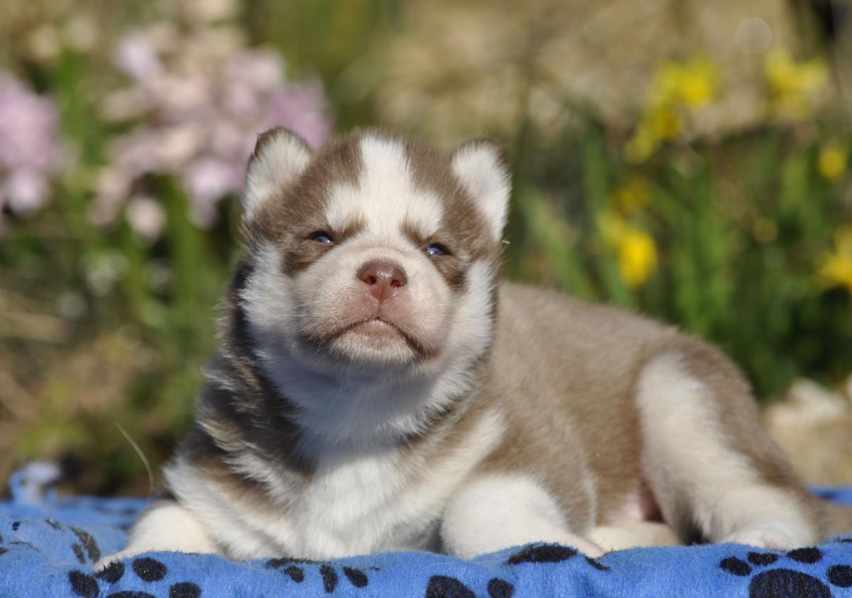 magnifique mâle chocolat
