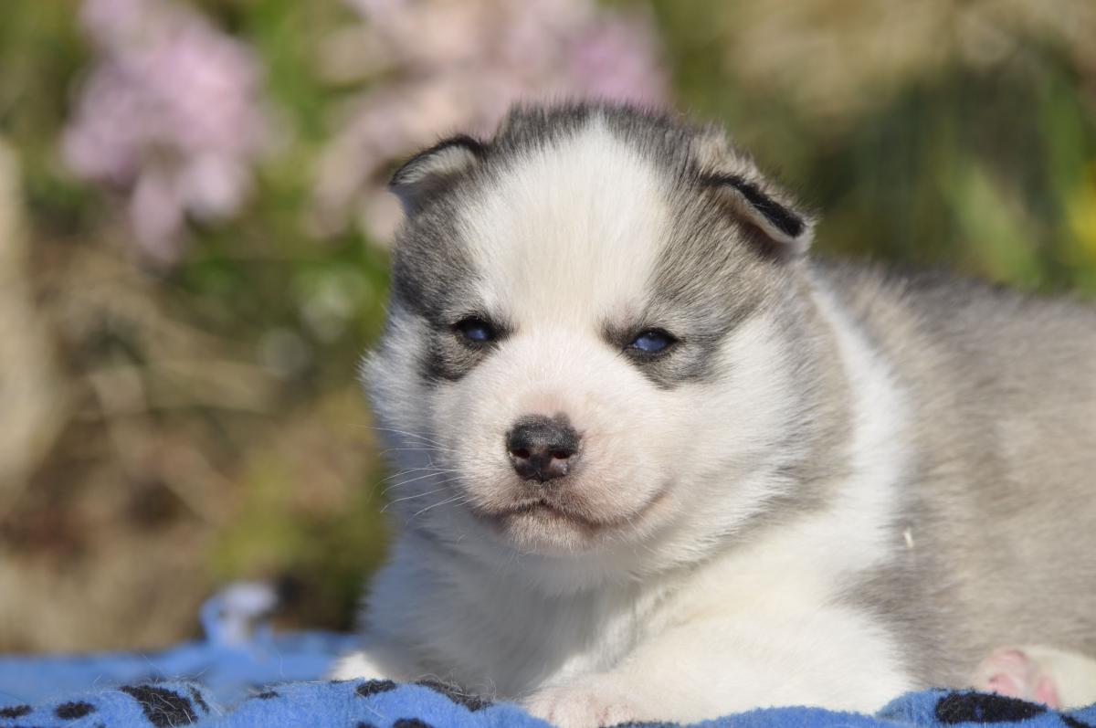 très beau male gris