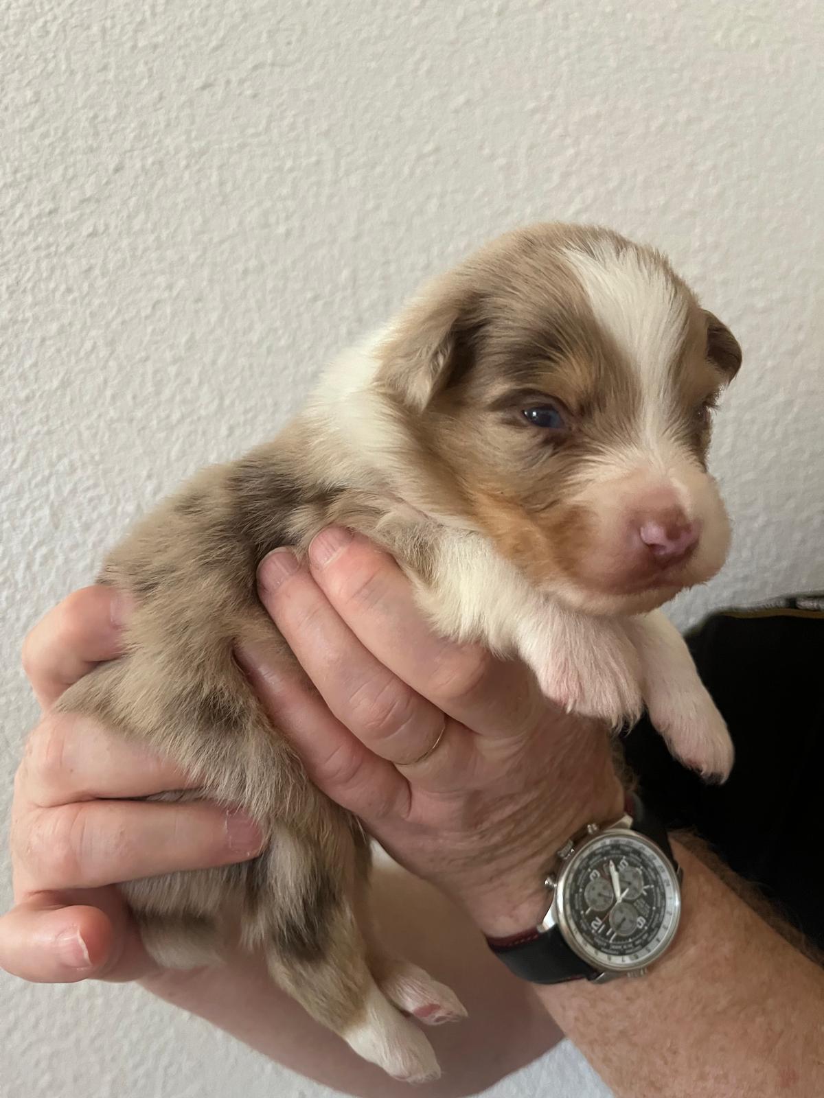 chiot rouge merle mâle