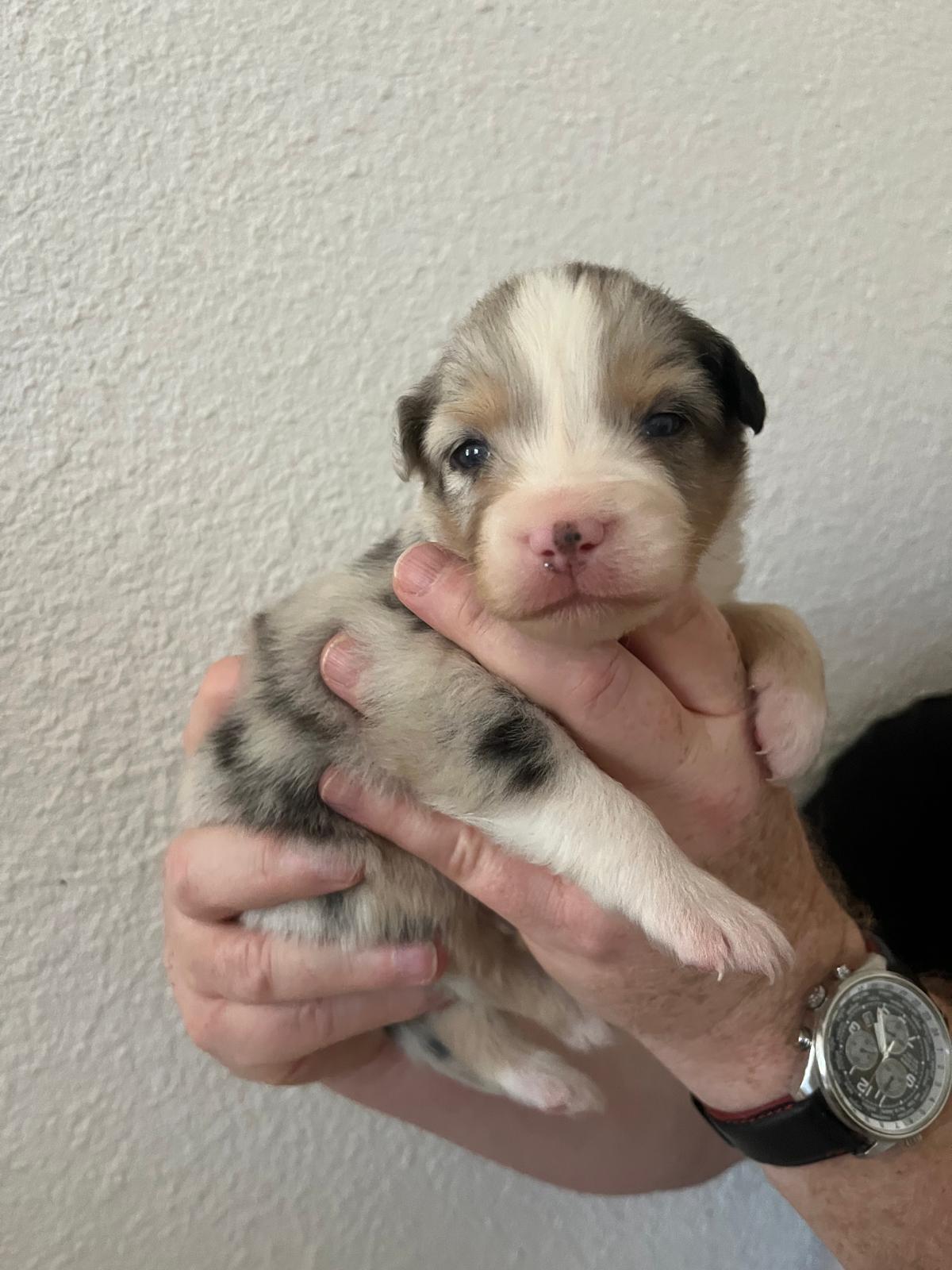 chiot bleu merle mâle