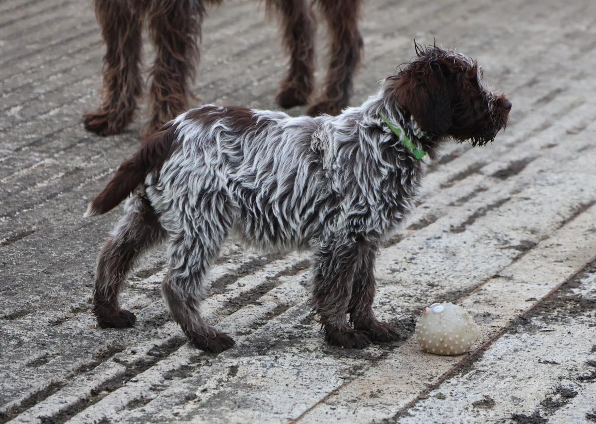 Aladin des vallées longeronnaises