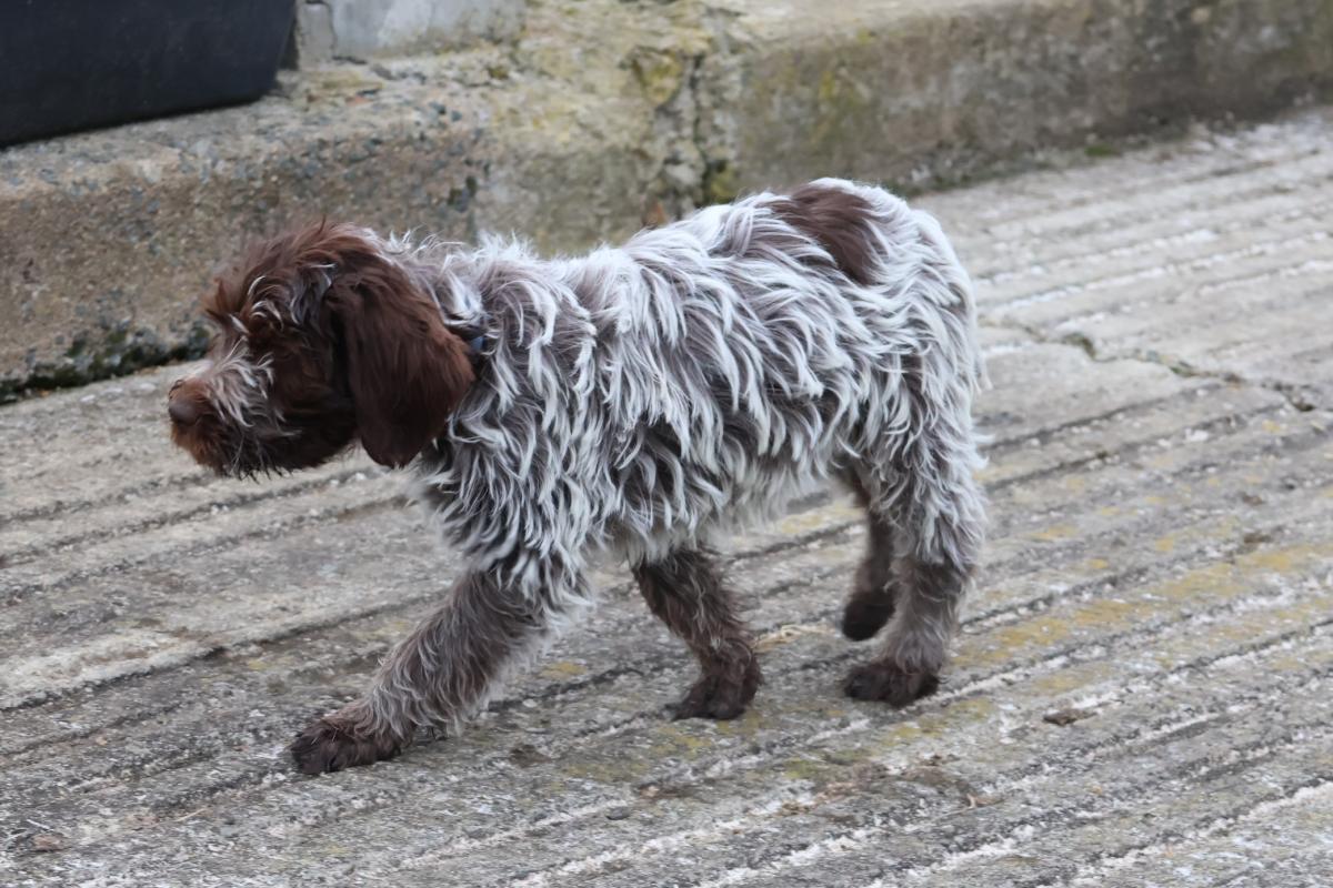Aladin des vallées longeronnaises