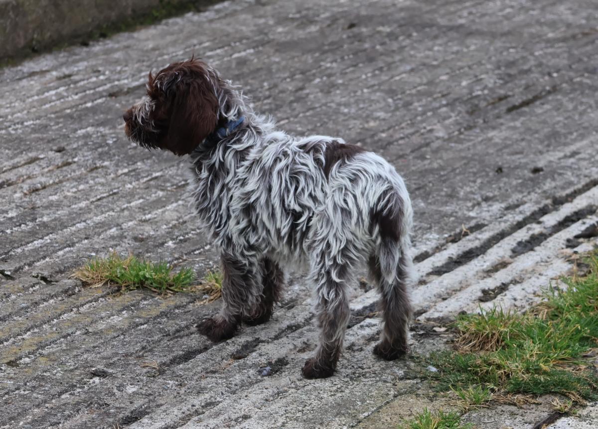 Aladin des vallées longeronnaises