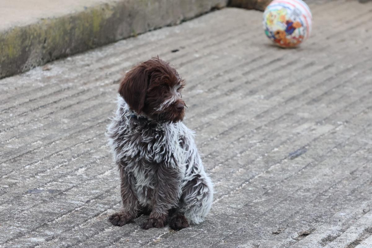 Aladin des vallées longeronnaises