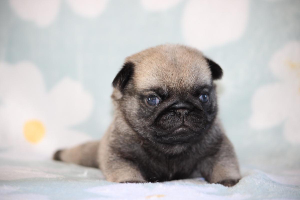 Mâle Carlin Collier Jaune