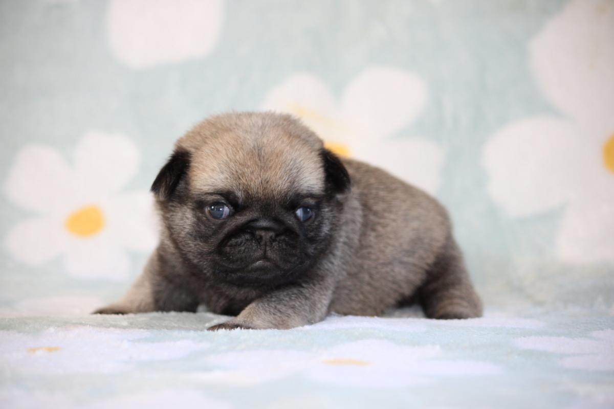 Mâle Carlin Collier Jaune