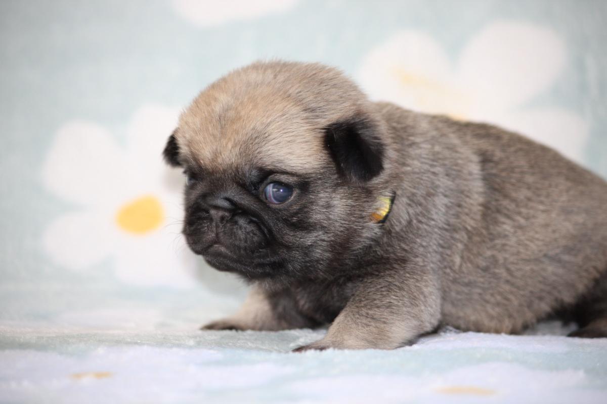 Mâle Carlin Collier Jaune