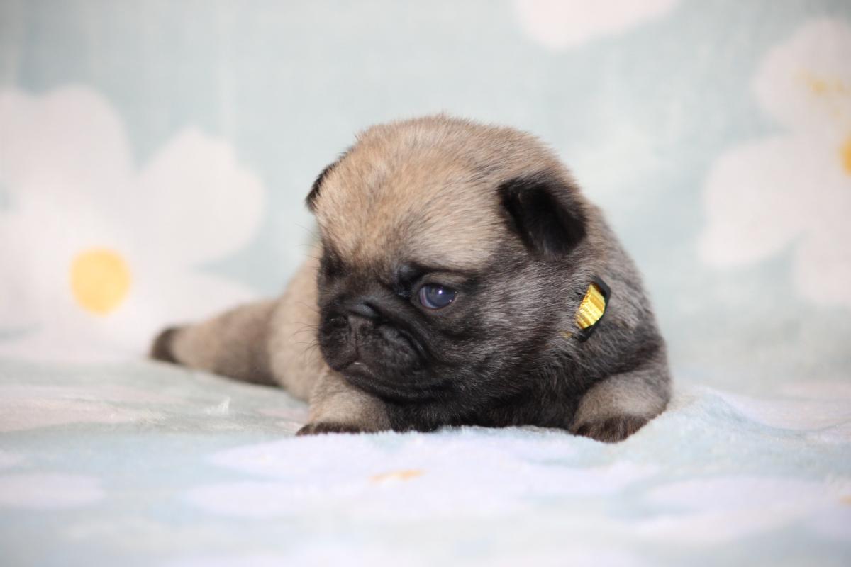 Mâle Carlin Collier Jaune