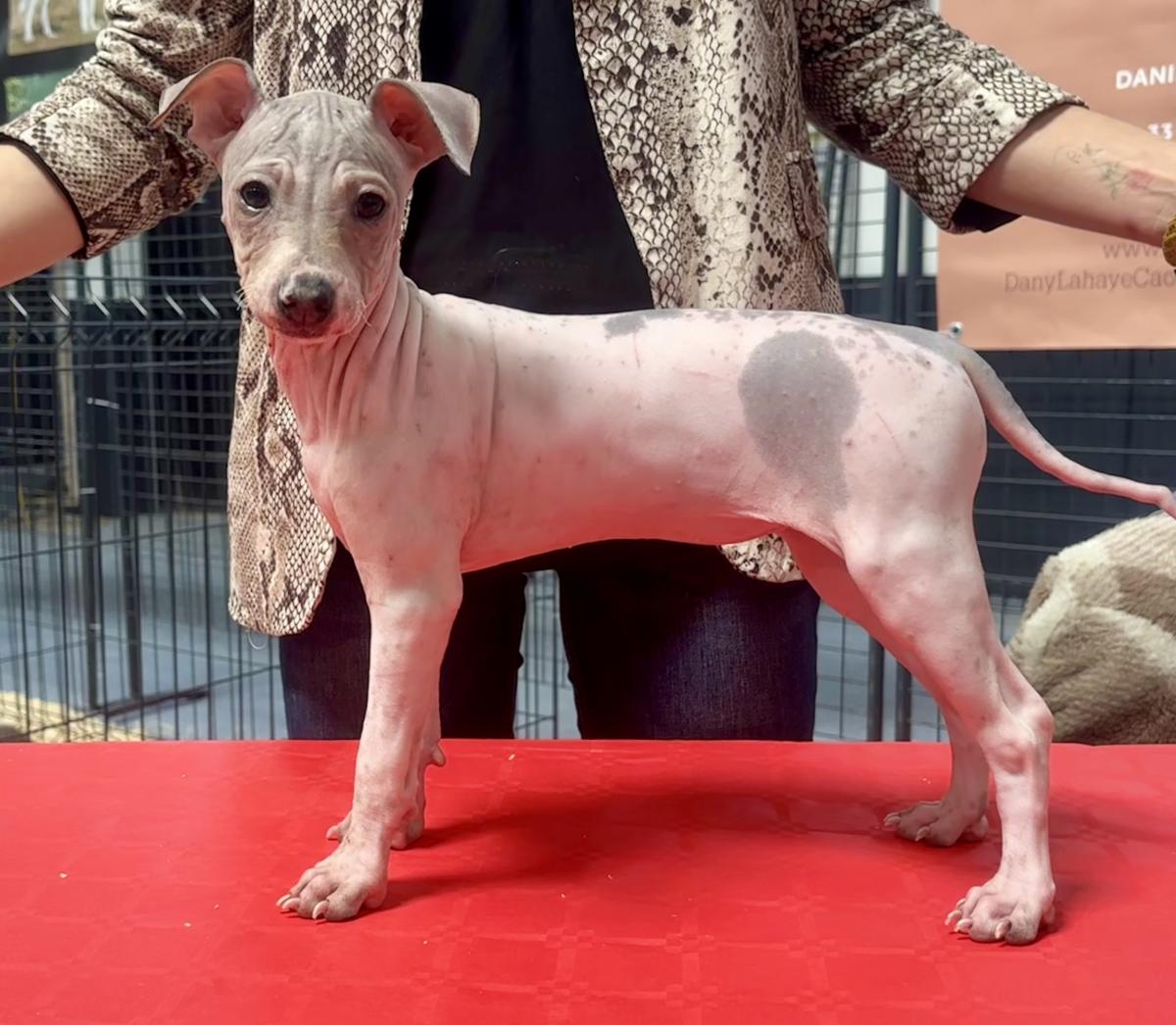 Athéna du Haras du Paty