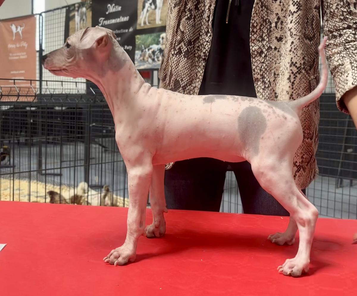 Athéna du Haras du Paty