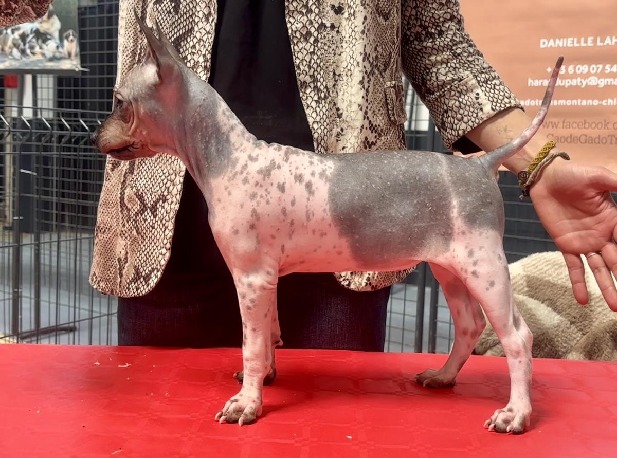 Anthéa du Haras du Paty