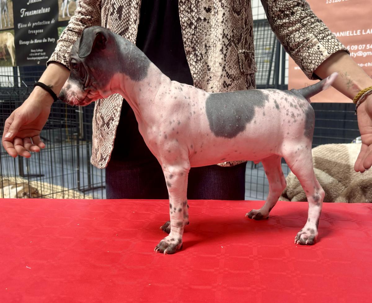 Adonis du Haras du Paty