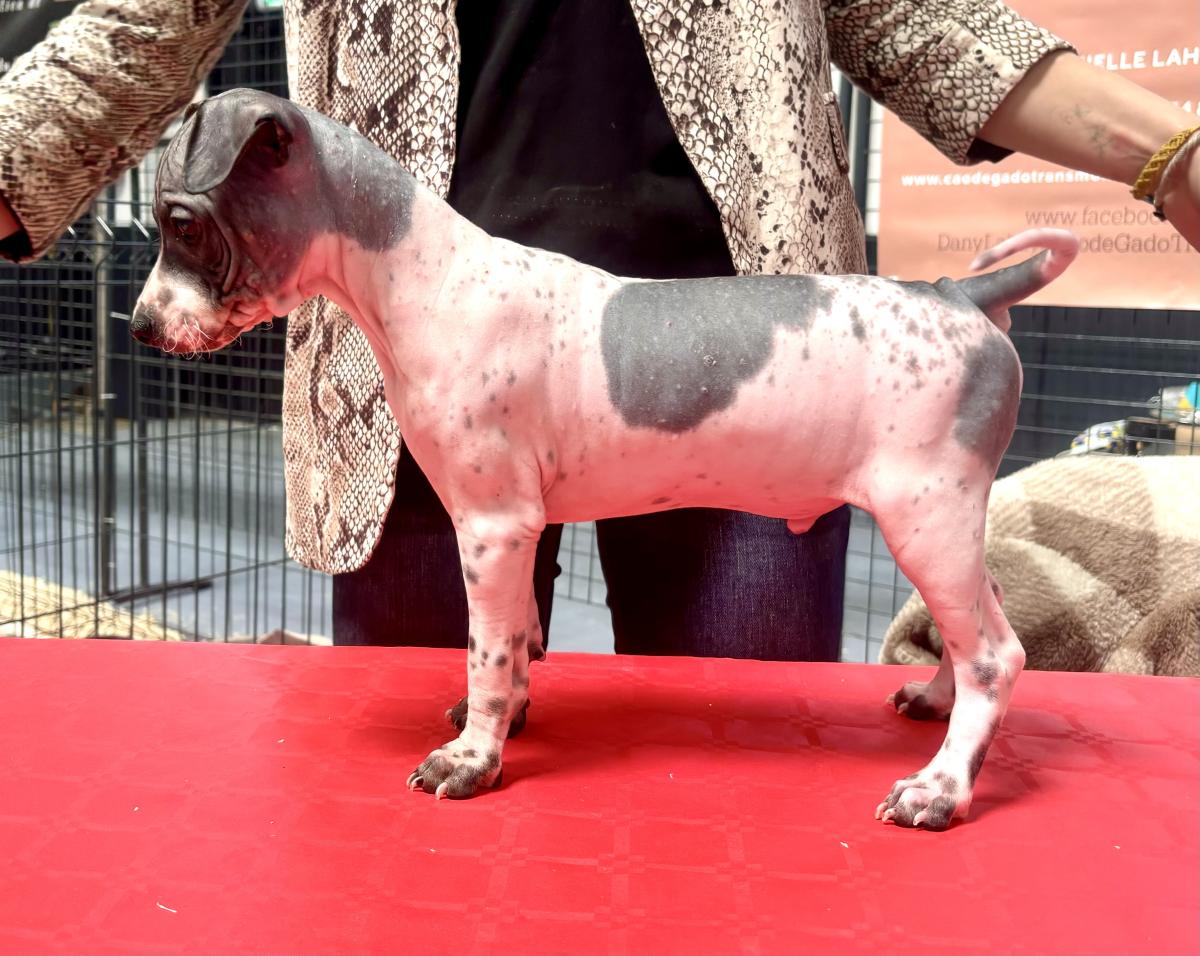 Adonis du Haras du Paty