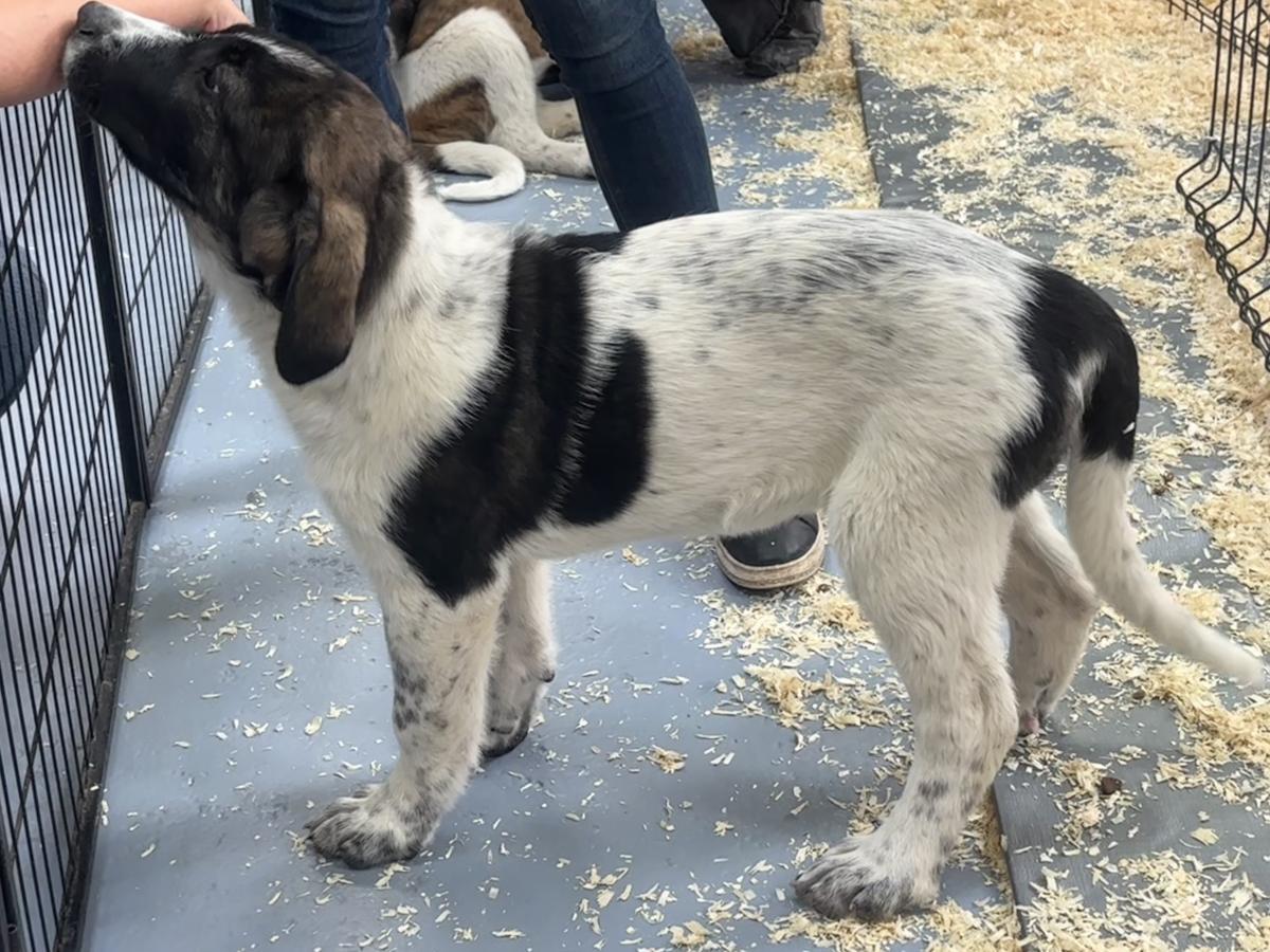 Allegria du Haras du Paty